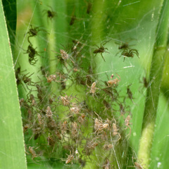 Pisaurina