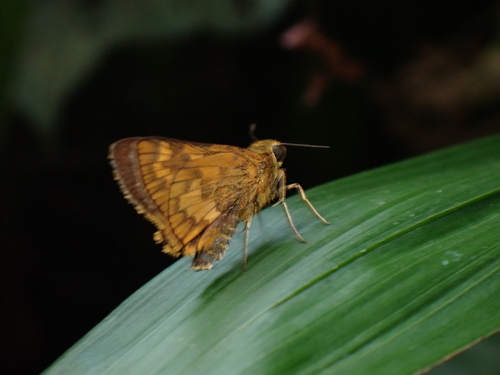 Potanthus