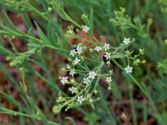 Thesium linophyllon