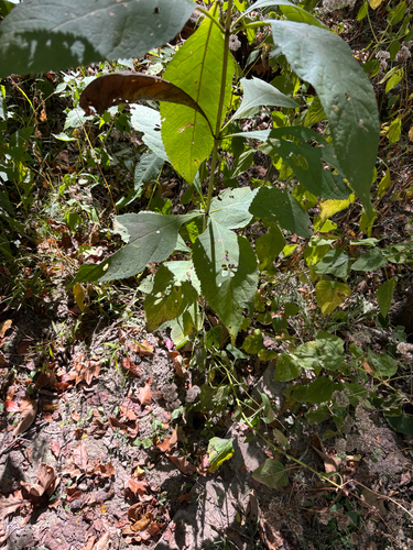 Eutrochium purpureum, 2026-10-18