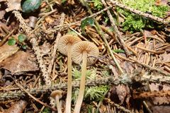 Entoloma cetratum