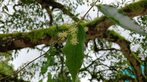 Croton scouleri observed 2026-10-19