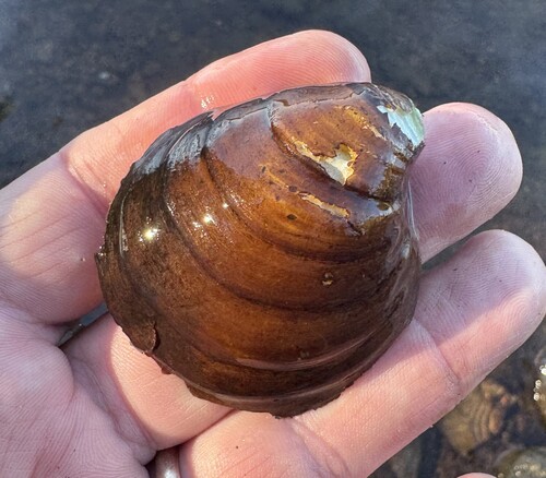 Reginaia ebenus observed 2026-10-18