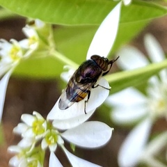 Stomorhina discolor