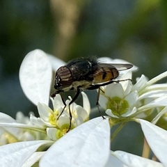 Stomorhina discolor