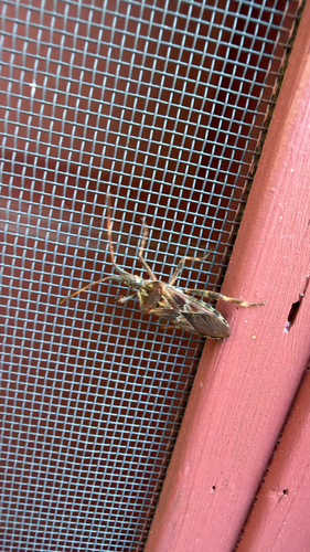 Western Conifer Seed Bug