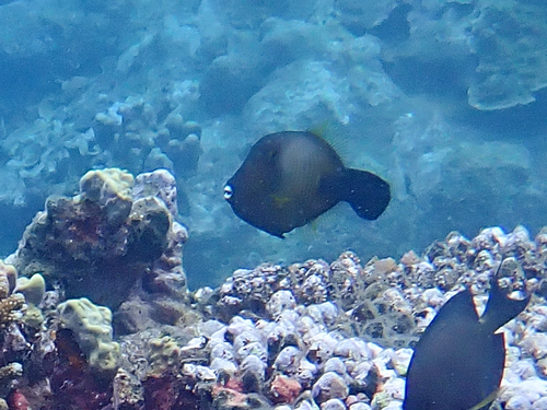 Amanses scopas observed 2026-10-12