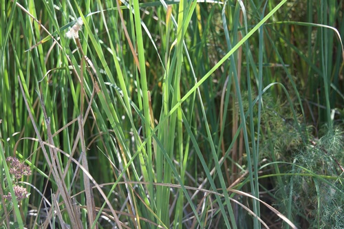 Typha domingensis observed 2026-10-19