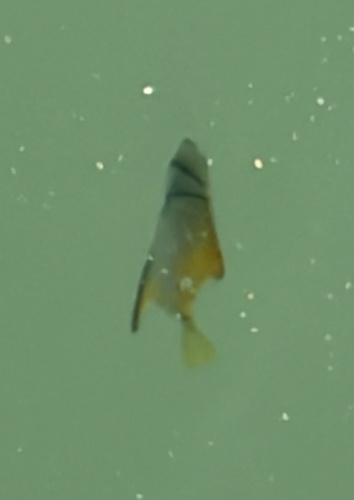 Monodactylus argenteus observed 2026-10-20
