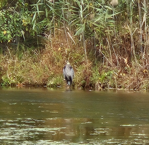 Ardea herodias observed 2026-10-17