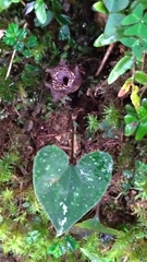 Asarum ampulliflorum