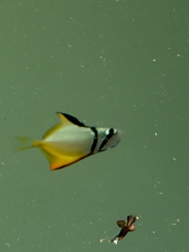 Monodactylus argenteus observed 2026-10-20