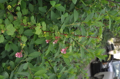 Ribes sanguineum glutinosum
