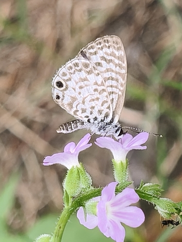 Cassidula observed 2026-10-19