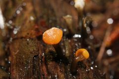 Vibrissea truncorum