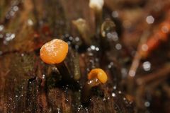 Vibrissea truncorum