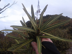 Pseudopanax linearis