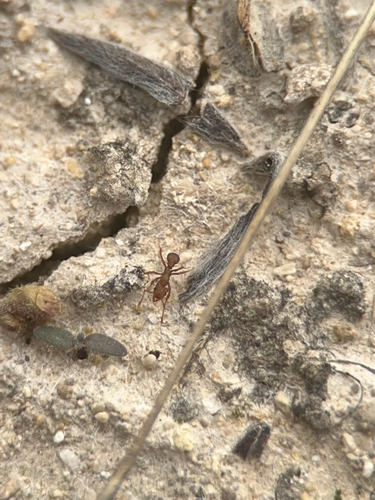 Wheeler’s Fungus-farming Ant