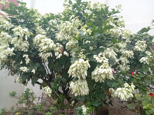 Mussaenda philippica observed 2026-10-19