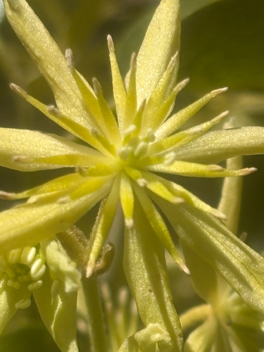 Clematis foetida observed 2026-10-20