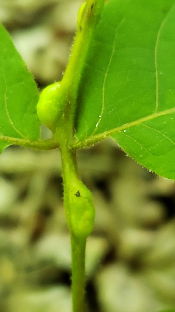 Phylloxera subelliptica