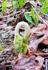 Pteridium latiusculum japonicum
