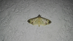 Eulepte gastralis