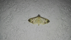 Eulepte gastralis