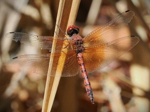 Red Rock Skimmer