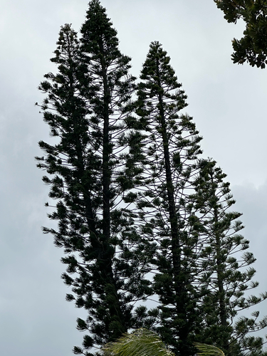 Araucaria columnaris observed 2026-10-20
