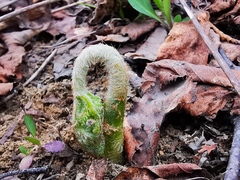 Pteridium latiusculum japonicum