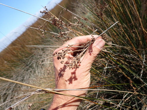 Juncus kraussii (Juncus kraussii)