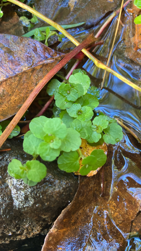 Chrysosplenium americanum observed 2026-10-18