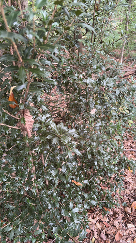 Osmanthus heterophyllus observed 2026-10-15