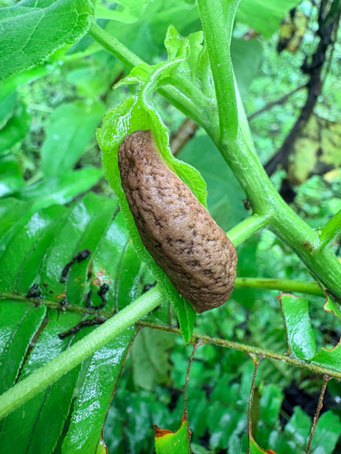 Sarasinula plebeia observed 2026-10-19