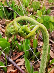 Pteridium latiusculum japonicum