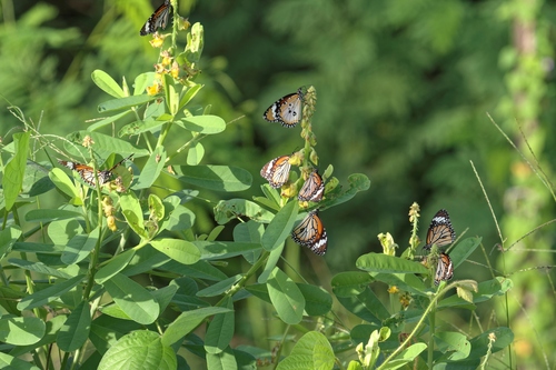 Danaus genutia
