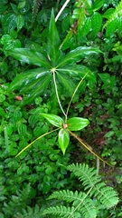 Paris polyphylla stenophylla