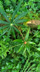 Paris polyphylla stenophylla