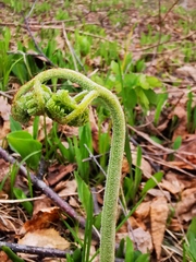 Pteridium latiusculum japonicum