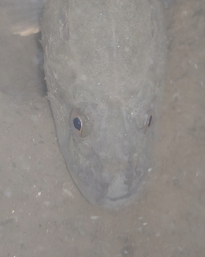 Ctenogobius observed 2026-10-19