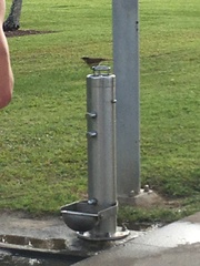 Gavicalis versicolor