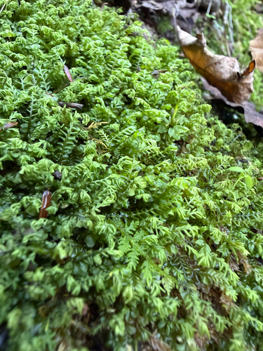 Plagiochila porelloides, 2026-10-19