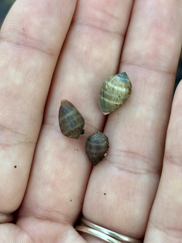 Melampus coffea observed 2026-10-19
