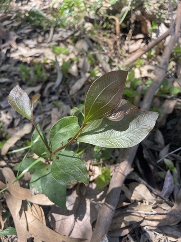 Acacia binervata, 2026-10-20