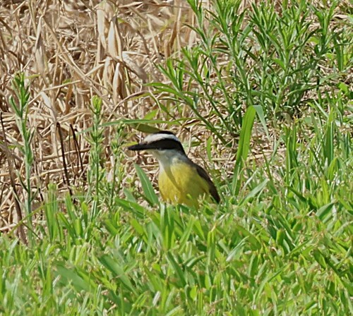 Great Kiskadee