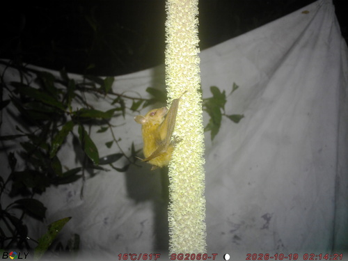 Syconycteris australis observed 2026-10-19