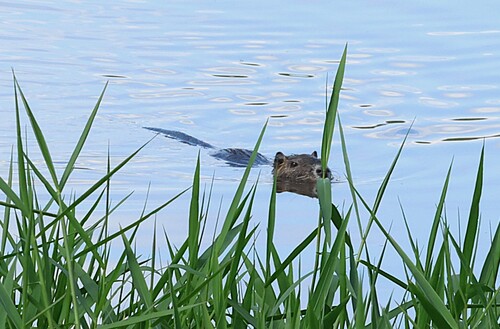 Coypu