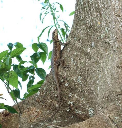 Amazon Lava Lizard