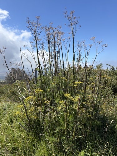 Foeniculum vulgare observed 2026-10-19